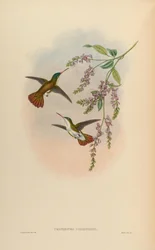Uranomitra viridifrons = Amazilia viridifrons viridifrons